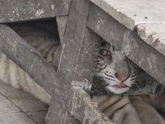 -秦皇岛野生动物园