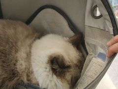 -瑞鹏宠物医院·骨科·猫科·内科(第一中心)