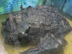 -上海大自然野生昆虫馆(东方明珠·爬宠昆虫探索中心)