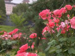 -莲花池公园