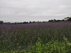 -紫颐香薰山谷景区