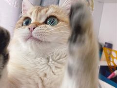 -Bastet sally猫舍购宠(静安店)