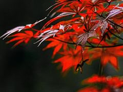 -秋霞圃