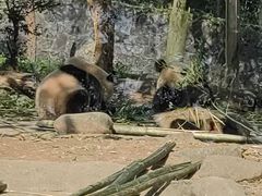 -都江堰中华大熊猫苑