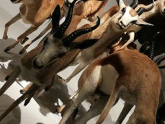 -贝林大翅鲸简餐厅(国家海洋博物馆店)