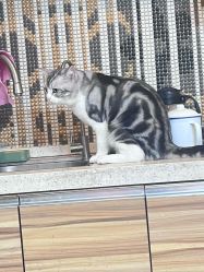 -长沙纹身·龙堂刺青·三土师傅的店