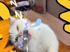 -more than meow吴止猫主题餐厅(承德 中船汇店)