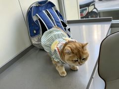 -爱佳宠物中心医院24H·CT·骨外科·猫专科(瑶海万达店)