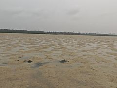 -红树林天天赶海