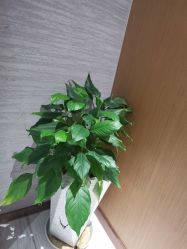 -苑苑vbeauty科技美容SPA