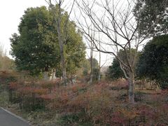 -梁鸿国家湿地公园