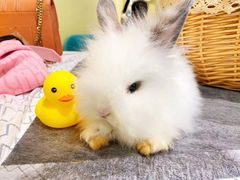 -RU DUCK柯尔鸭公社·撸鸭俱乐部·羊驼·小香猪