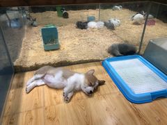 -龟与熊猫宠物公园(南坪店)