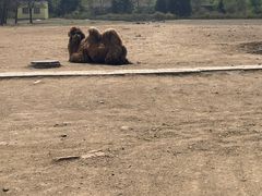 -哈尔滨北方森林动物园