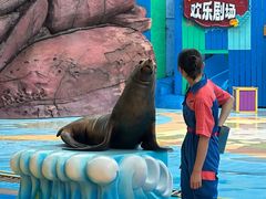 -海合安成都极地海洋公园