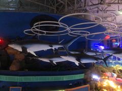 -烟台海昌鲸鲨海洋公园