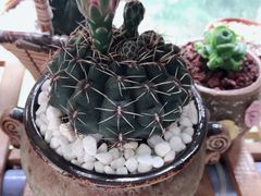 -金科花卉市场