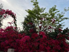 -集美学村