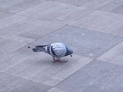 -灵顺寺