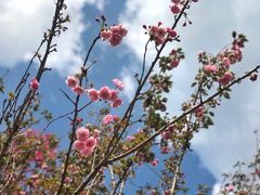 -天适樱花悠乐园