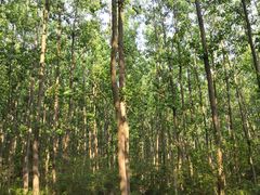 -合肥滨湖国家森林公园