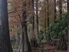 -荔枝公园(福田区)