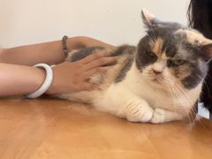 -有猫主题·治愈系猫咖(曾厝垵店)