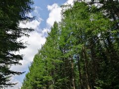 -塞罕坝国家级自然保护区