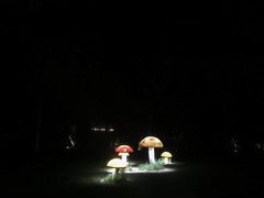 -瑶湖郊野森林公园