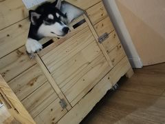 -Husky Go! 哈士奇体验馆·宠物咖啡厅狗咖