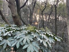 -岳麓山风景名胜区