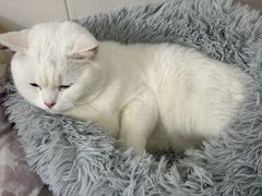-博特宠物医院24h犬猫全科.骨科·异宠
