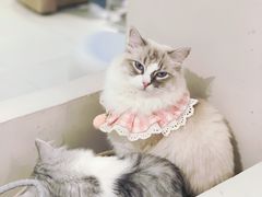 -怪兽屋·羊驼·猫咖·狗咖(俊华广场店)