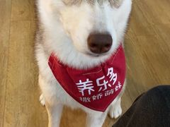-Husky Go! 哈士奇体验馆·宠物咖啡厅狗咖