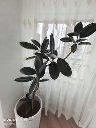 -HEYAN荷妍专业脱毛连锁机构