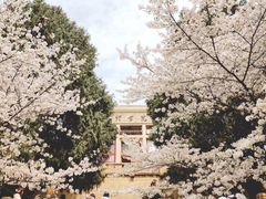 -武汉大学-樱园