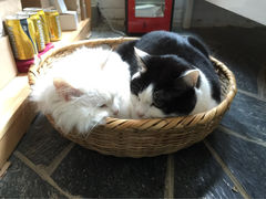 Anne猫窝咖啡屋-Anne猫窝咖啡屋