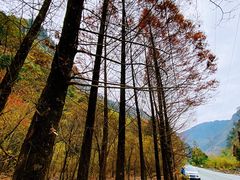 -卧龙自然保护区