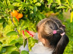 -前小桔亲子创意农场·草莓采摘·露营烧烤