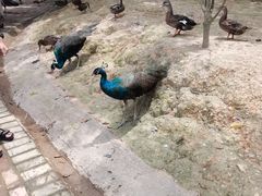 -泉州海丝野生动物世界