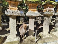 -奈良公园