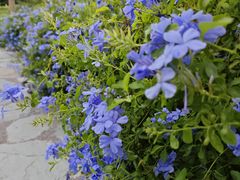 -东莞植物园