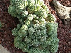 -南通洲际绿博园