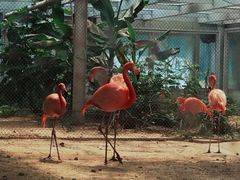 -石家庄市动物园