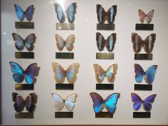 -上海昆虫博物馆