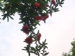 -龙头寺公园