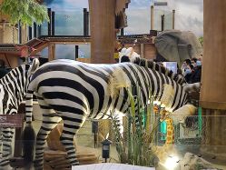 -卡通尼·Safari非洲探索乐园·生日会(金桥国际商业广场店)