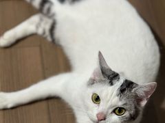 -老吴的猫·猫舍(新区店)