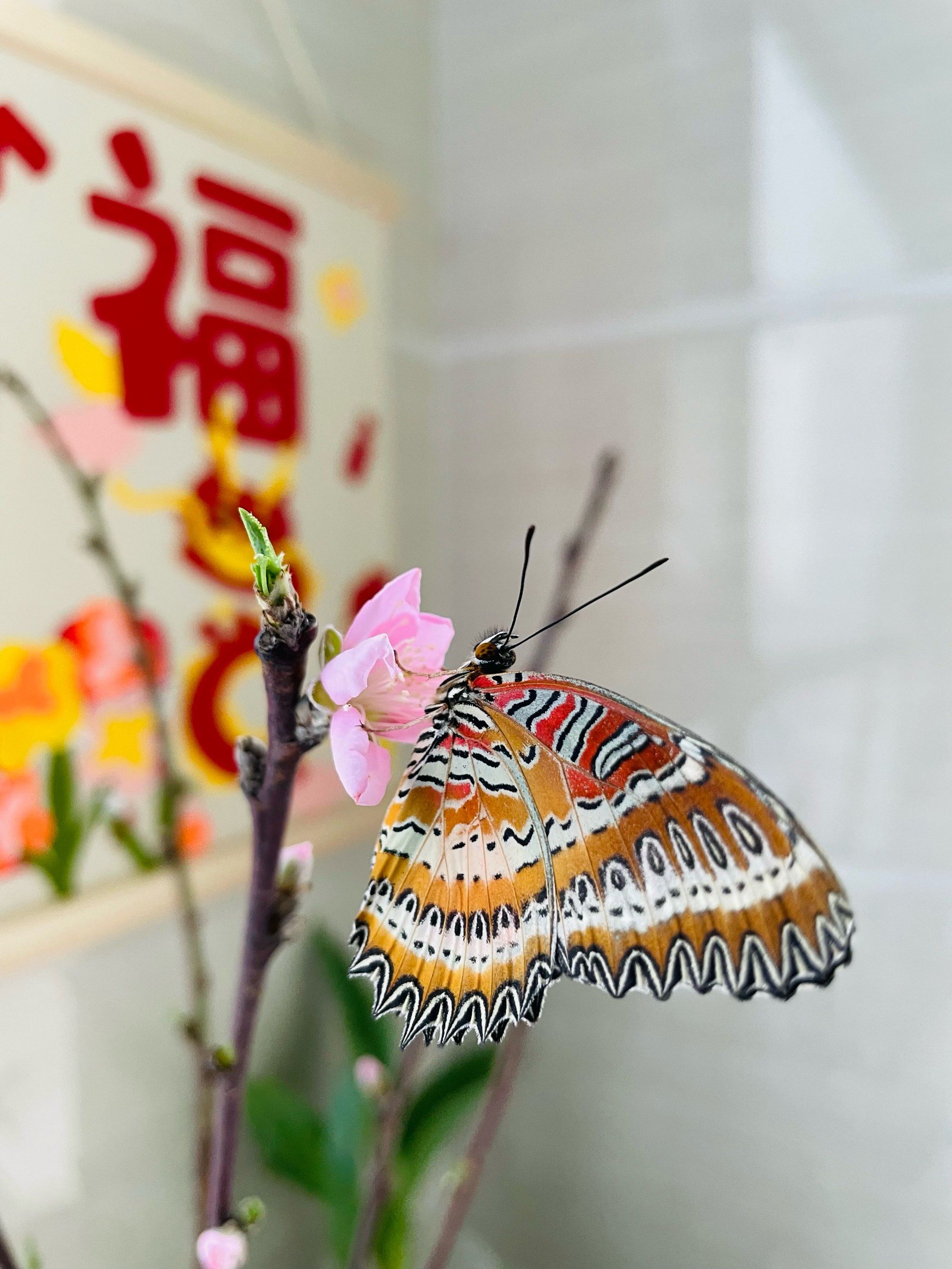 春风她吹来好消息,蝴蝶破茧而出啦