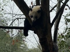 -都江堰中华大熊猫苑